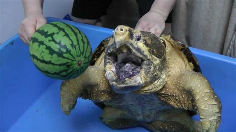 Common pet store varieties are the box turtle and the you will find that your turtle may be more agile and move a bit more quickly than you expect. ワニガメ スイカ割り Alligator snapping turtle snaps Water melon off ...