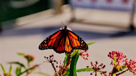 How To Spot Migrating Monarch Butterflies In Chicago This Week