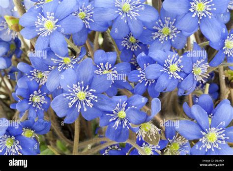 First Blue Springs Flowers Hi Res Stock Photography And Images Alamy