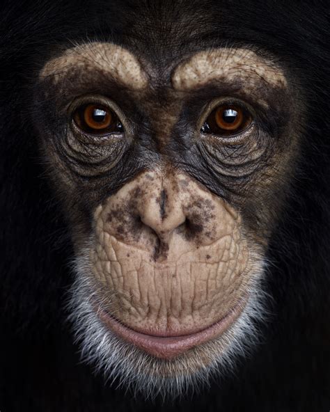 Stunning Close Up Animal Photo Portraits