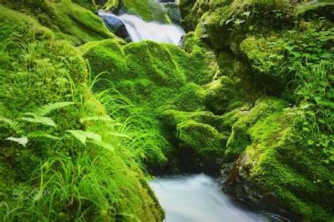 Moss Green Of The Fresh Green Stream 3 The Moss Surrounding The