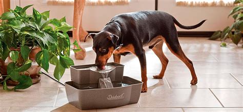 10 Best Dog Water Fountains In 2023 🧾 The Ultimate Guide And Review