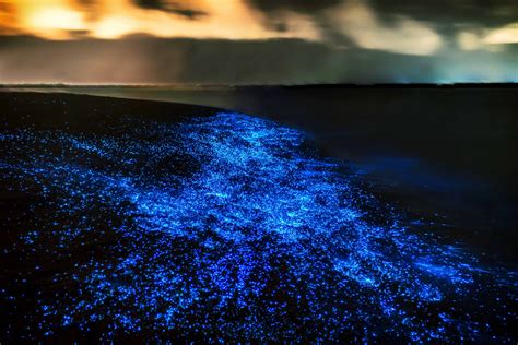 10 Places Around The World Where To Swim With Bioluminescent Plankton