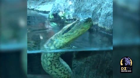 Green Anaconda Named Jayloe At Denver Zoo This Is Jayloe Our Green