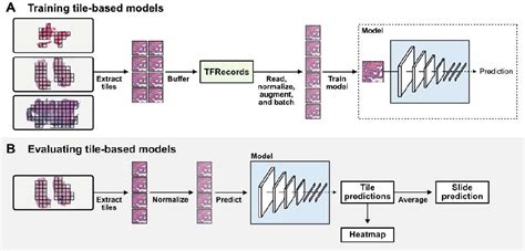 Slideflow Deep Learning For Digital Histopathology With Real Time Whole Slide Visualization