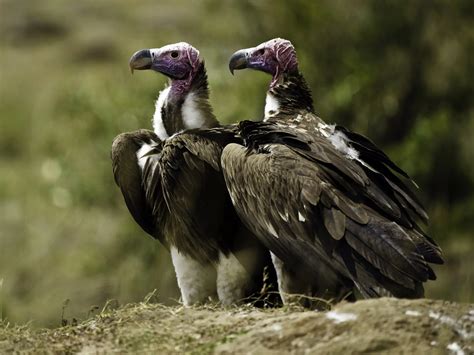 South Africas First Vulture Safe Zone Tswalu