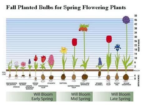 Planning And Selecting Fall Planted Bulbs