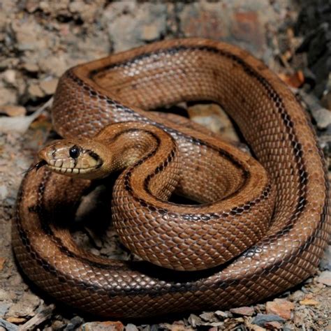 27 Most Venomous Snakes In The World