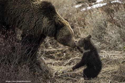 Felicia A Young Grizzly Bear Mom In Trouble — Destination Wildlife