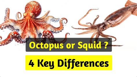 Octopus 🐙and Squid 🦑 Similarities And Differences Youtube