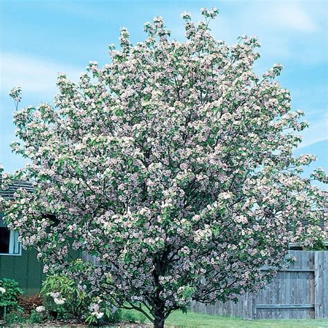 An early spring bloomer, brandywine is a lovely sight to behold. 12.7-Gallon Pink Klehm's Bechtel Crabapple Flowering Tree ...