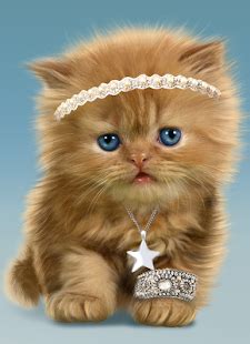 Find over 100+ of the best free baby cat images. Baby Cat, Cute Live Wallpaper - Apps on Google Play