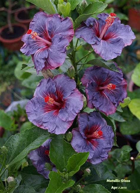 Hibiscus Purple Metallic Glass Mais Hibiscus Plant Hibiscus