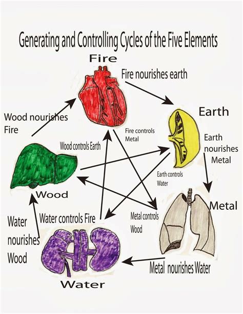 Generating And Controlling Cycles Of The Five Elements With Organs