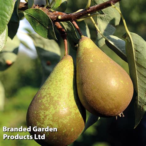 Pear Wonder Tree Doyenne Du Comice Patio Pear Suttons