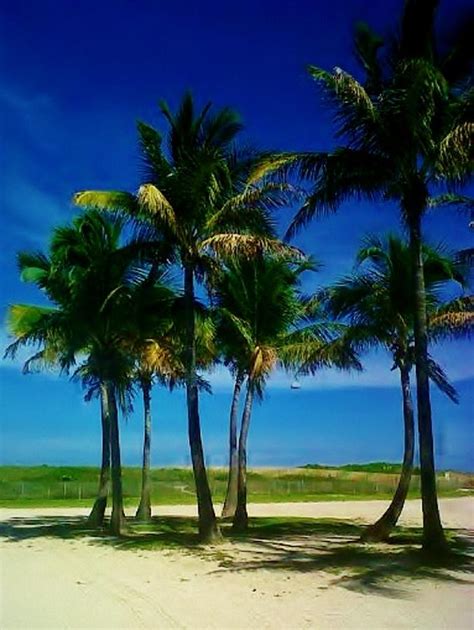 Miami Beach Palm Tree Photograph By Josee Dube