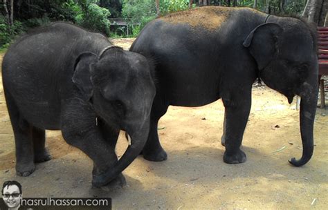Bạn đã đến kenyir elephant conservation village? Kenyir Elephant Village (KEV) Kenyir Terengganu