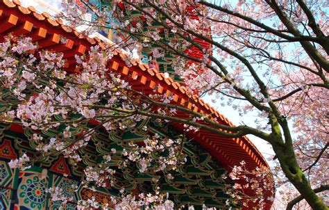 There are many dozens of different cherry tree varieties in japan, most of which bloom for just a few days in spring. Wallpaper flowers, tree, patterns, the building, spring ...