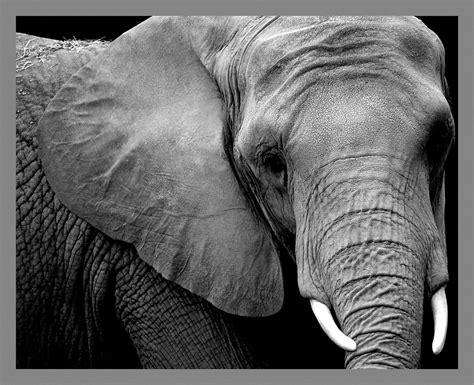 Elephant Art G Flickr