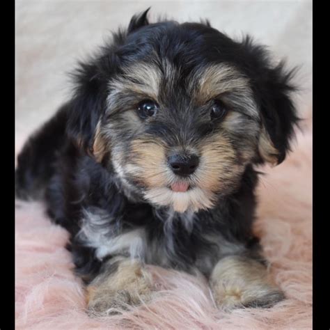 We did not find results for: SHORKIE | FEMALE | ID:0748-PT - Central Park Puppies