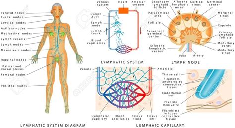 The Lymphatic System Diagram Lymphatic System Lymph