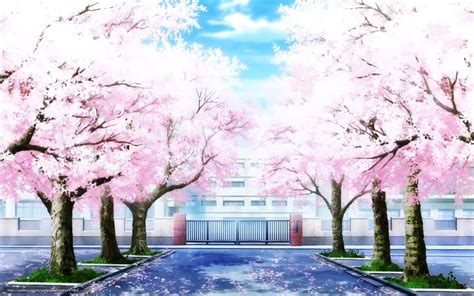 Cherry Blossoms Anime Scenery Wallpapers Top Free Cherry Blossoms