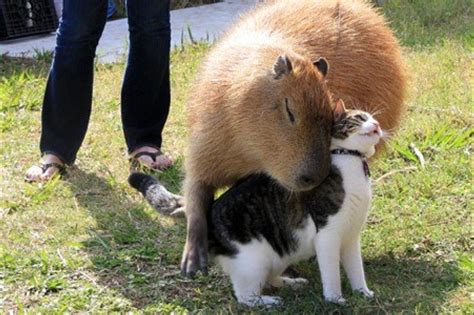 Capybara Rodent Of Unusual Size Loves To Hug Cats Photos Huffpost