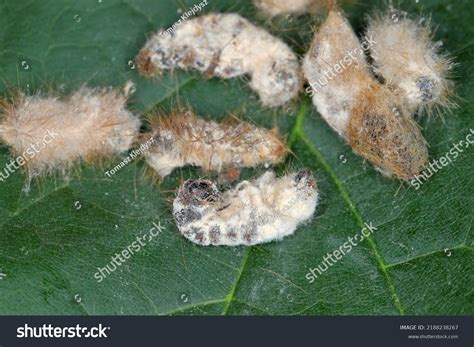 Caterpillars Brown Tail Moth Euproctis Chrysorrhoea Stock Photo