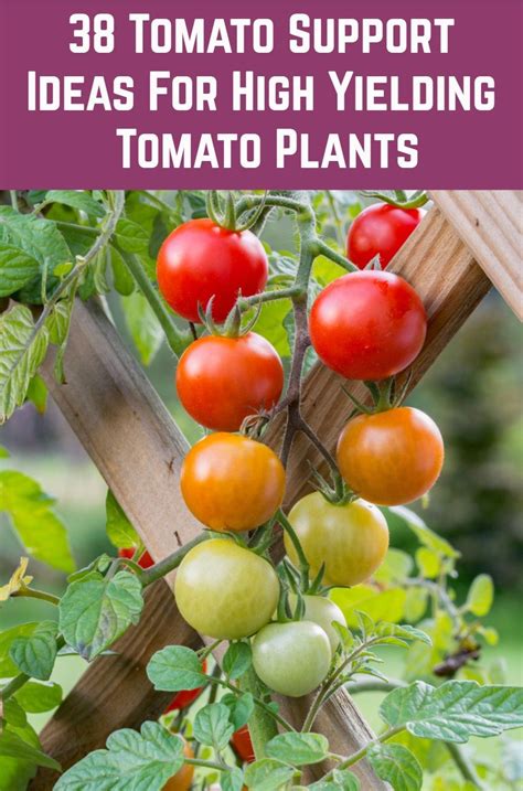 Support Your Tomato Plants For Higher Yield And Less Disease Heres 38