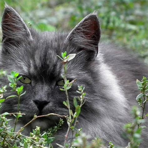 7 cara hilangkan bau pipis kucing: Cara Menghilangkan Bau Kucing Di Rumah - Berbagai Rumah
