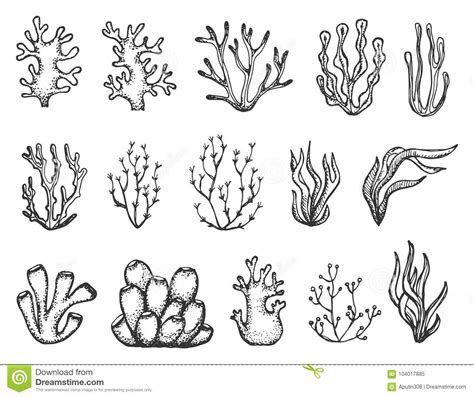 Diese formationen zeichnen sich insbesondere durch die hohen gehalte an bändererzen aus. Algen Und Korallen Eingestellte Skizze Vektor Abbildung ...