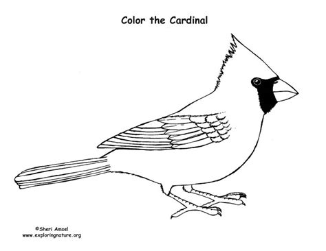 Printable Coloring Page Cardinal Bird Coloring Pages