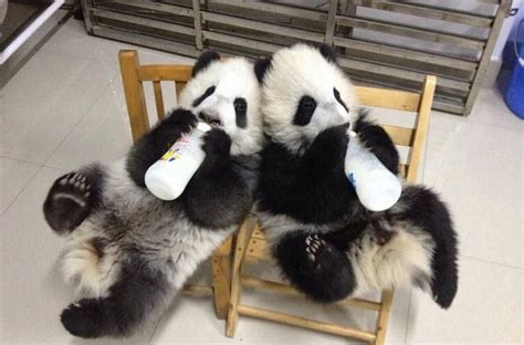 Pin On Cute Pandas