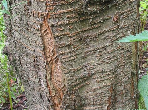Wild Cherry Tree Bark Identification
