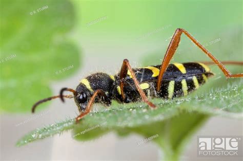Wasp Beetle Clytus Arietis Sitting On A Leaf Germany Bavaria