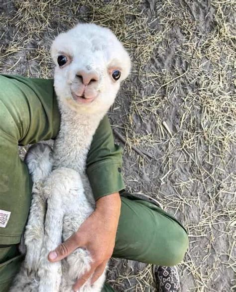 Everything You Need To Know About Baby Llamas A Comprehensive Guide