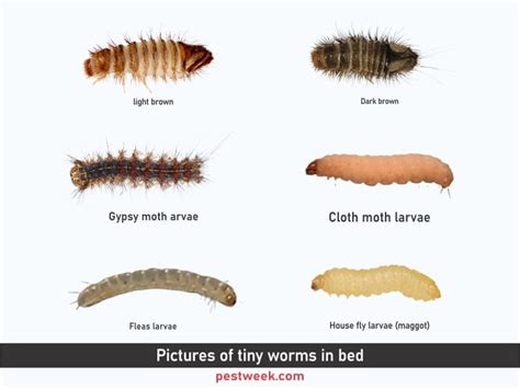 How To Get Rid Of Carpet Beetle Larvae Worms