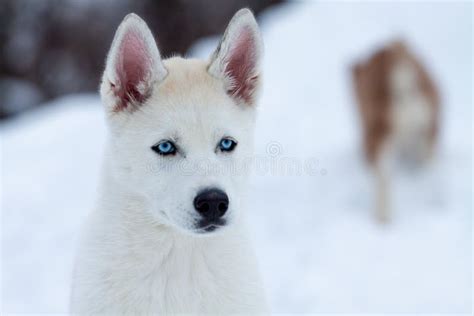 Little White Husky With Blue Eyes Close Up Stock Photo Image Of