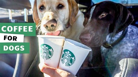 Do They Allow Dogs In Starbucks