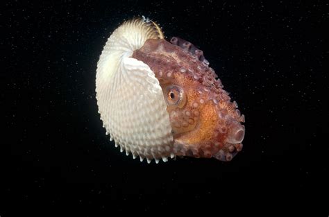 Argonaut Paper Nautilus Pictures Of Sea Creatures Nautilus Animals