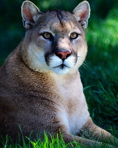 Cougar Felis Concolor Resting On Grass Poster By Art Wolfe