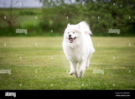White Dog Running Hi Res Stock Photography And Images Alamy