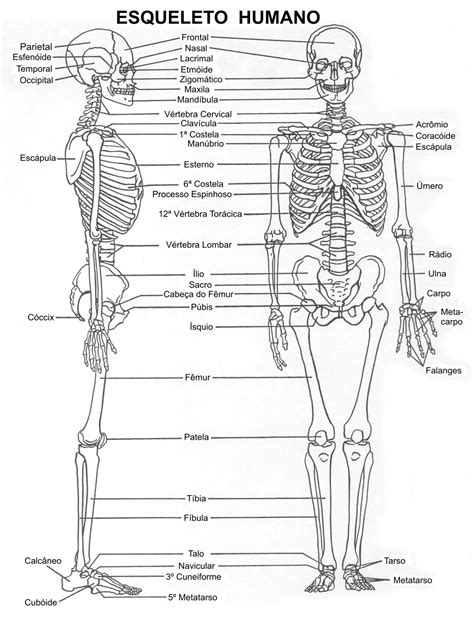 Esqueleto Nombre De Huesos Estudiantes De Enfermería Anatomía