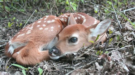 Deer Gestation Period Explained Field And Stream