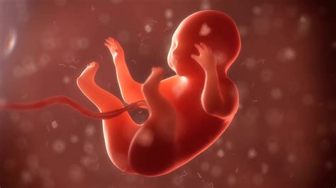 Babies Pee In The Womb Babies Pee While In The Womb