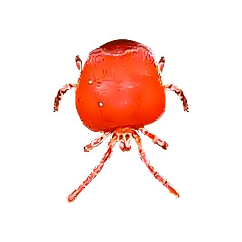 Maybe you would like to learn more about one of these? Identify and Control Chiggers