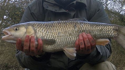 ‘bait And Wait Approach Fools River Kennet Chub Angling Times