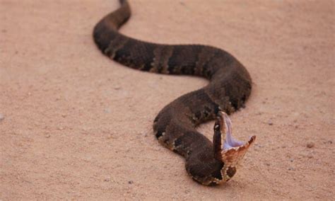 Watch Out For The 5 Poisonous Snakes In Missouri Az Animals