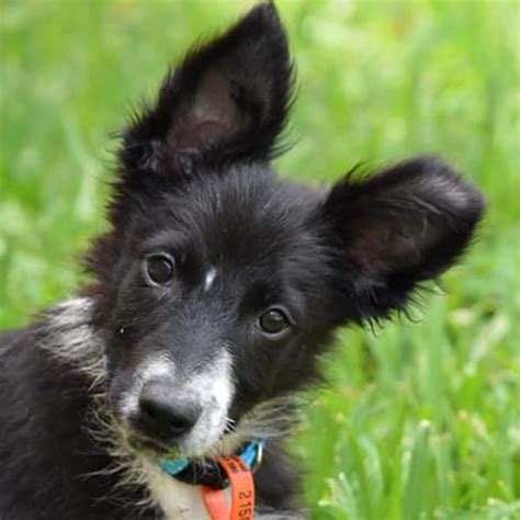 Cougar Medium Male Australian Cattle Dog X Border Collie Mix Dog In