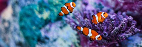 Our Clownfish Aquarium Sea Life Arizona Mills Aquarium